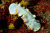 White and gold nudi.jpg (312147 bytes)